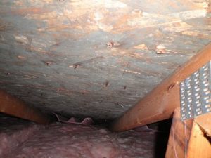 Water Damage And Crawlspace Mold Growth
