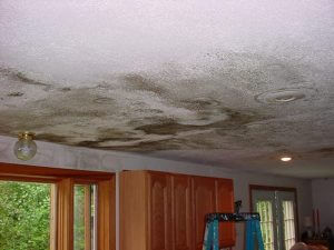 Mold Removal